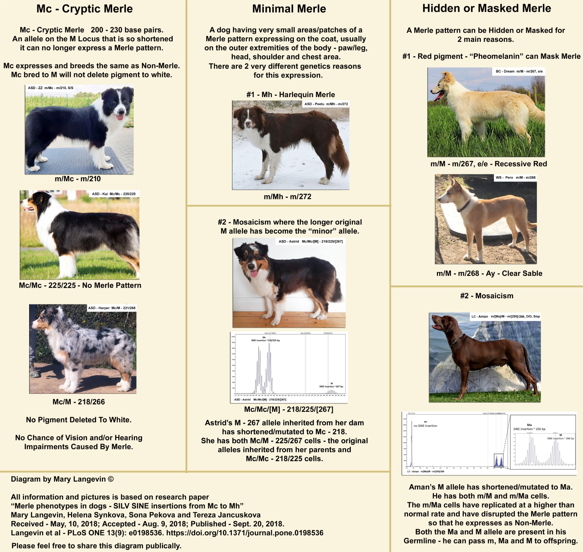 Educational Charts And Diagrams Merlesineinsertionfrommcmh